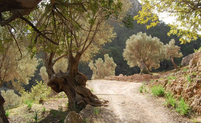 olives-on-the-way-cropped
